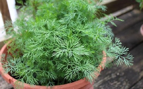 ��� ��������� ����� �� �����������: ������� ������ ������ ����� �� ��� ������