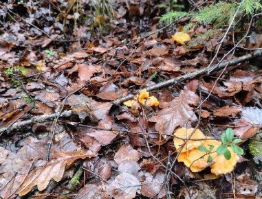 ����������� ������: � ����������� ������ ����� ����� � ����� ������