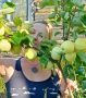 Осенние заботы и кулинарные наслаждения: как собрать урожай и создать уют в доме